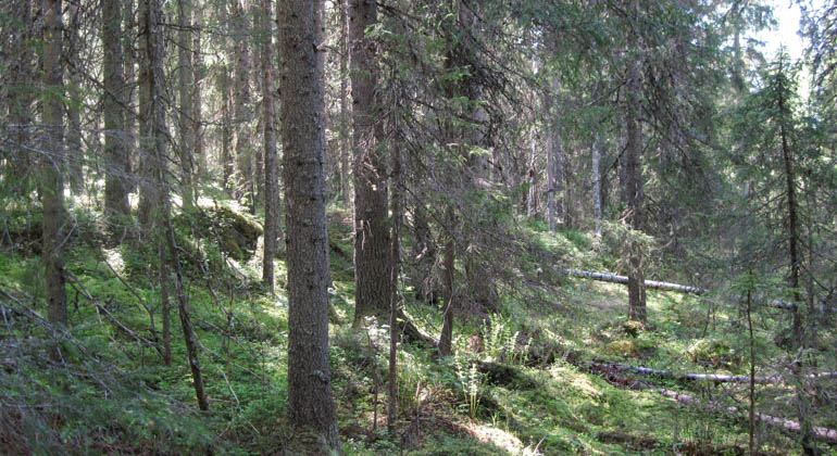 Kornsjö fjällskog. Foto: Pekka Bader