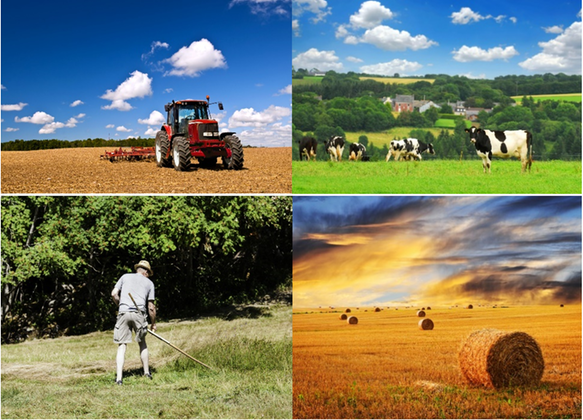 Fyra bilder som visar en traktor på ett fält, kor på en äng, en man med lie på en äng och höbalar i solnedgången.