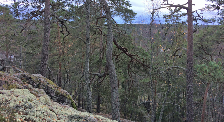 Bergsbrant med gamla tallar i Långdalsgölens naturreservat. Foto: Eva Siljeholm