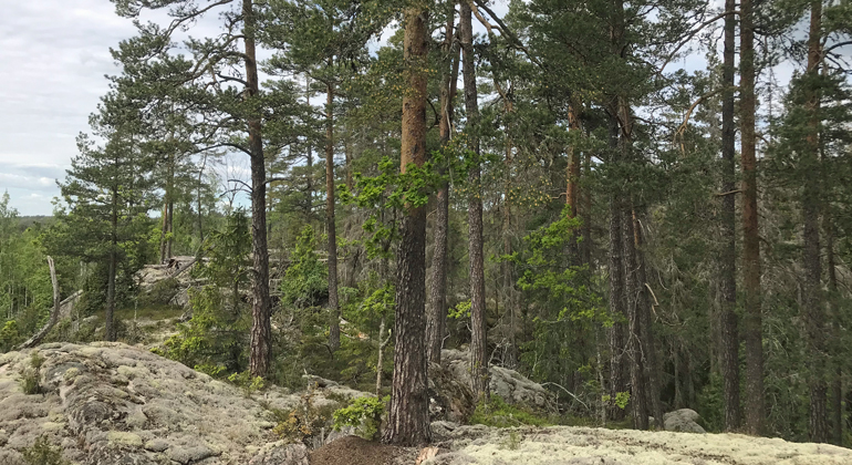 Tallskog på lavbeklädda hällmarker i Ekhammarviken. Foto: Eva Siljeholm