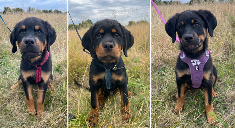 Bildkollage med tre bilder på olika valpar. Valparna sitter ute i gräset. De har svart päls med ljusbruna inslag ovanför ögonen, runt nosen, på bröstet och runt tassarna.