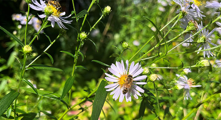 Lila blommor. På två av blommorna sitter bin.