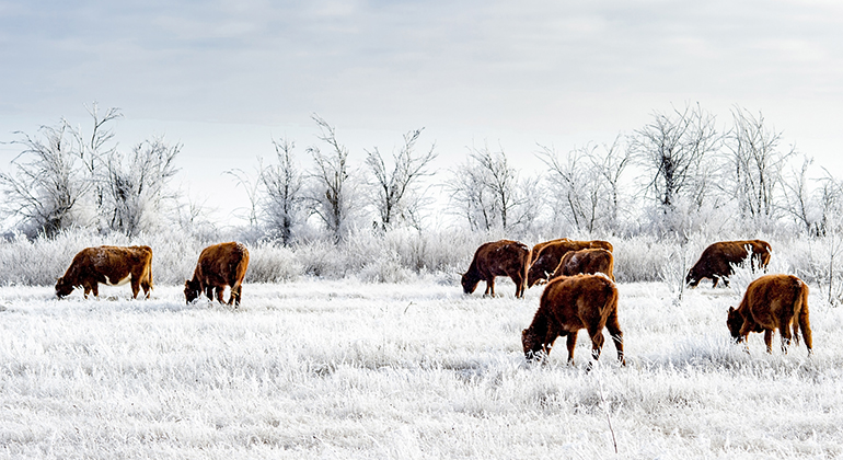 Sju bruna kossor går utomhus i ett snötäckt vinterlandskap. 