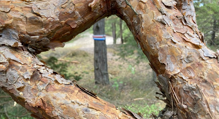 I förgrunden stammen på en knot tall. Grenarna bildar en ram som i bakgrunden visar en ledmarkering på en trädstam.