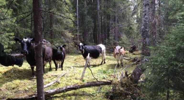Kor i skogsbete
