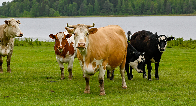 Kor på en äng med en sjö i bakgrunden. Foto.