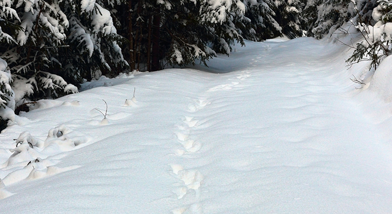 Vi ser ett vinterlandskap. Mitt i bilden går en väg som leder mellan höga granar, i snön på vägen ser vi spår efter en varg. 