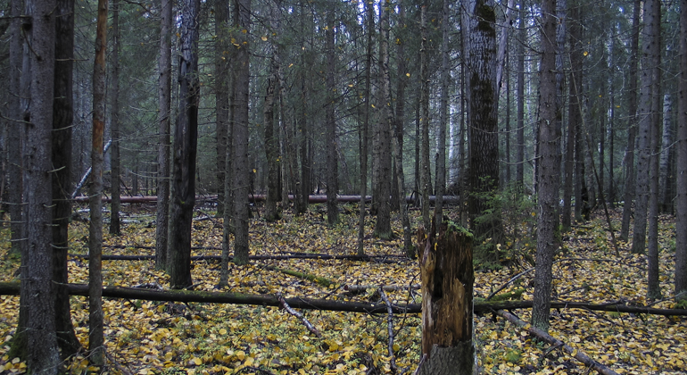 Urskogsartad barrblandskog med gott om död ved