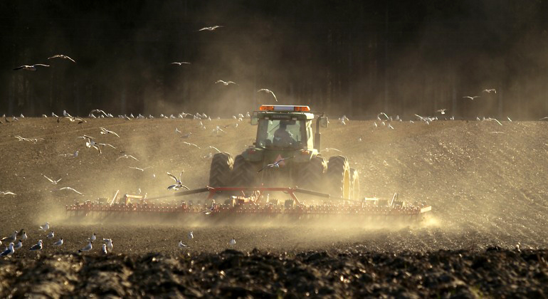 En traktor kör på en åker, det dammar från den jordiga marken och det flyger fåglar runt omkring