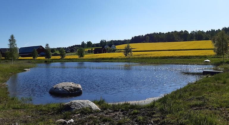 Våtmark med gult rapsfält i bakgrunden