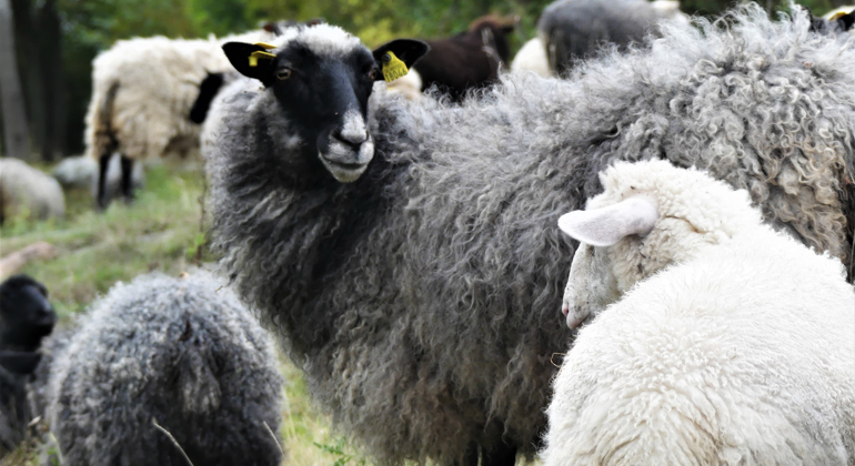 Får i en hage.
