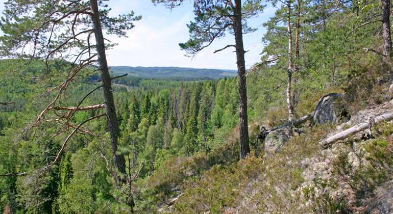 Utsikt från branten av berget med gles tallskog, bortanför syns ett landskap med milsvida skogar.