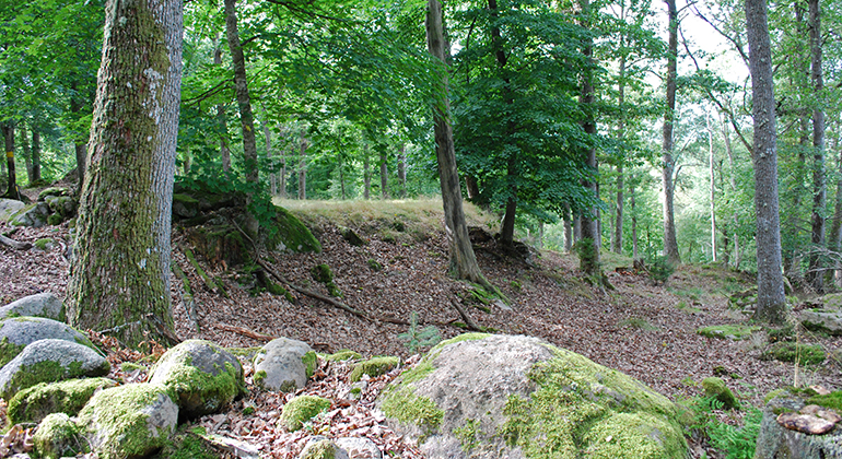Stenblock i skogen. Foto: Mona Persson