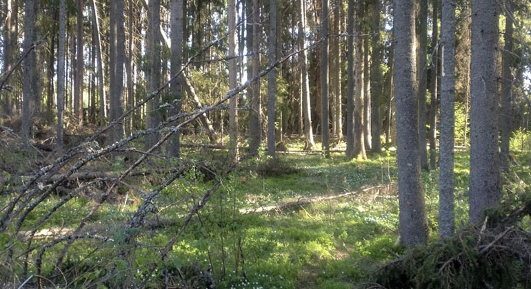 Halvöppen skogsmiljö med liggande döda trästammar på marken