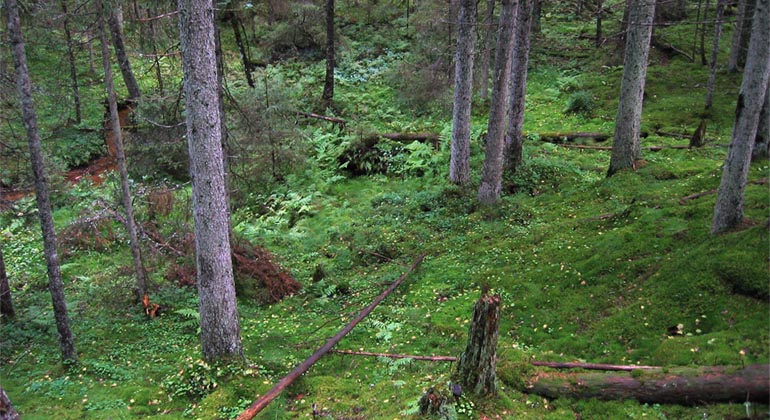 Barrskog med liggande döda träd och i bakgrunden skymtar en bäck