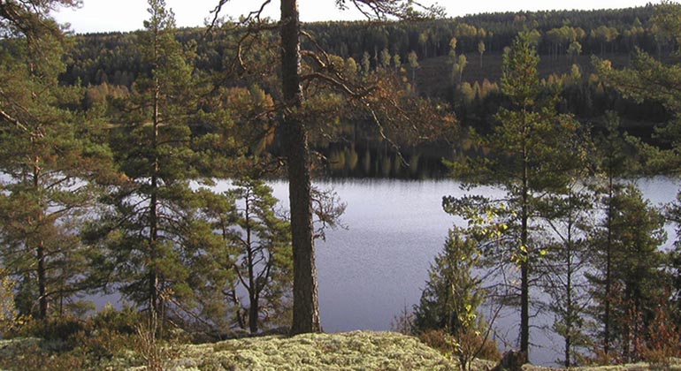 Utsikt från lavklädd häll med tallar över sjö