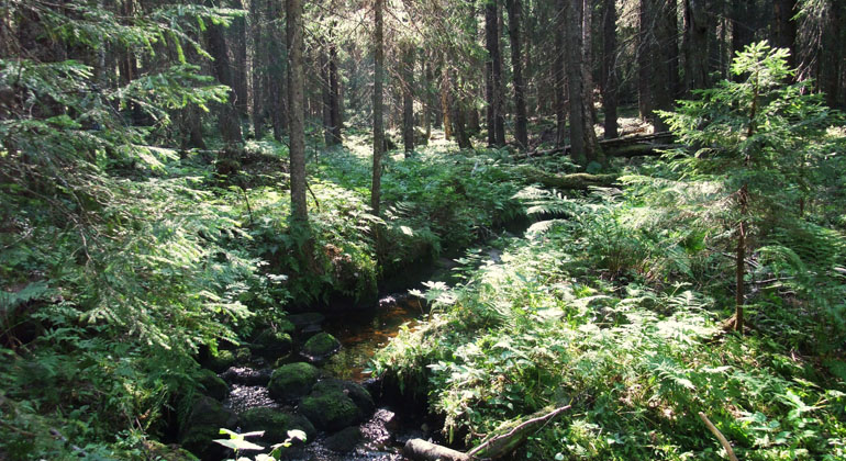 Granskog i Basttjärnsrönningens naturreservat