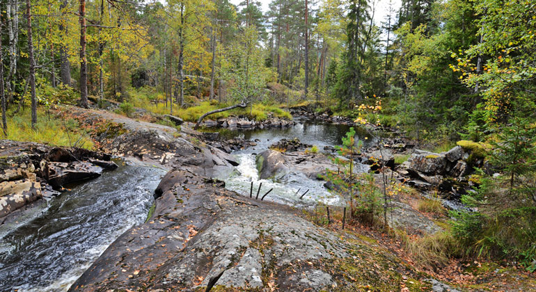 Forsande vatten över klippor i en skog
