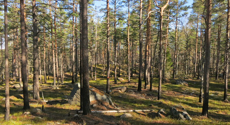 Skogen i Mossgräsberget. Foto.