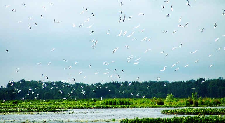 Draven är en kvarleva från inlandsisen som bildades när isen smälte. Sjön blev en viktig rastlokal för en stor mängd fåglar. På bilden syns en koloni av skrattmåsar.