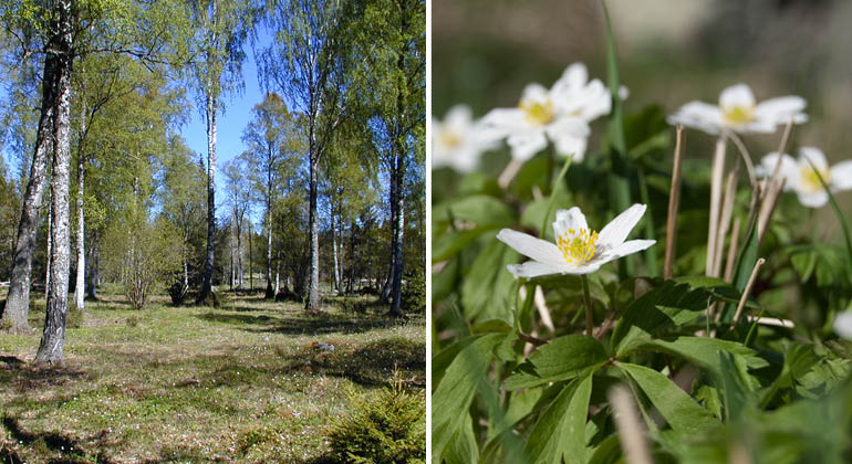Björkhage och vitsippor i naturreservatet Andersy ängsbackar