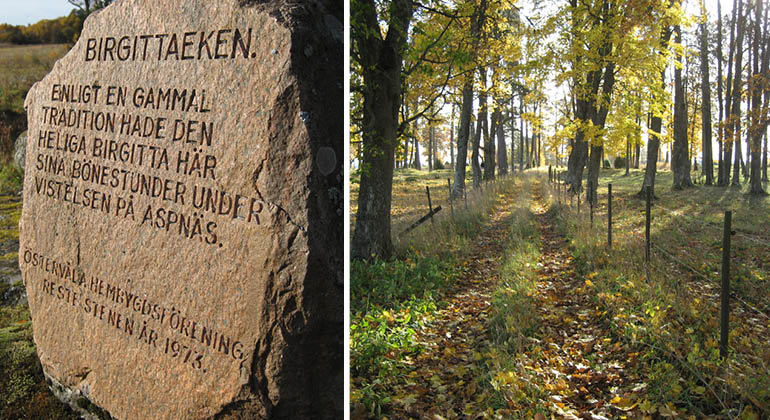 Stig och Birgittastenen i Aspnäs naturreservat