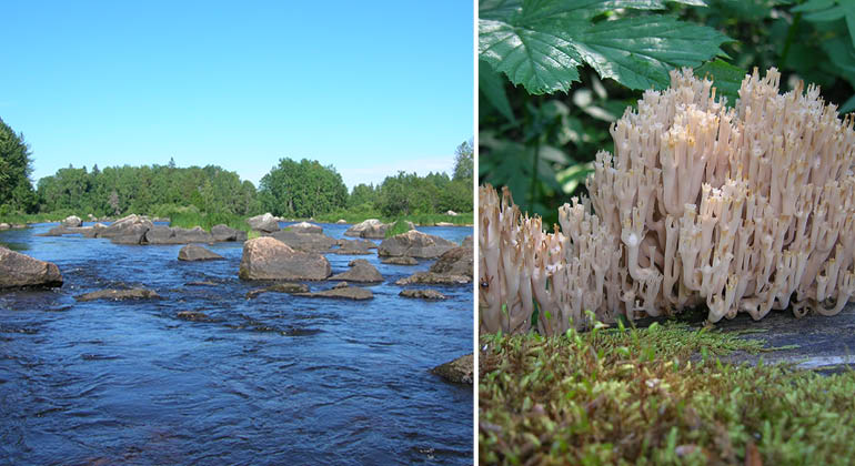Kandelabersvamp och Björkströmmen i naturreservatet Båtfors