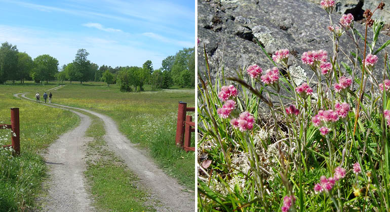 Grusväg och blomman kattfot i naturreservatet Bondskäret