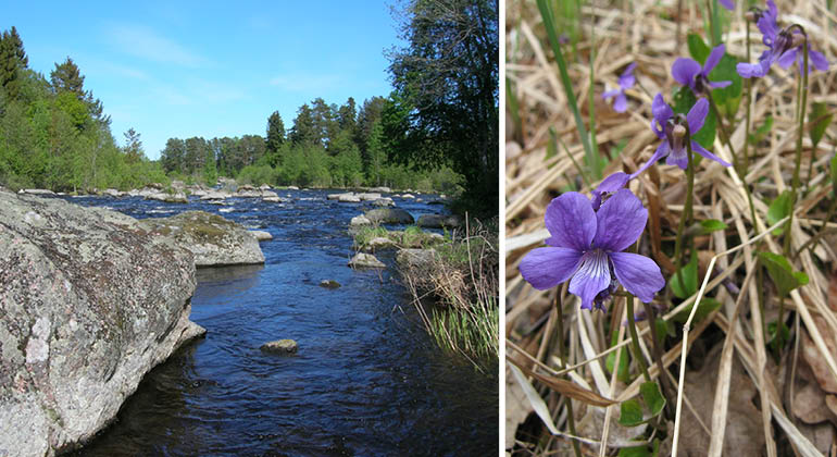 Strömmande vatten och sumpviol i naturreservatet Bredforsen