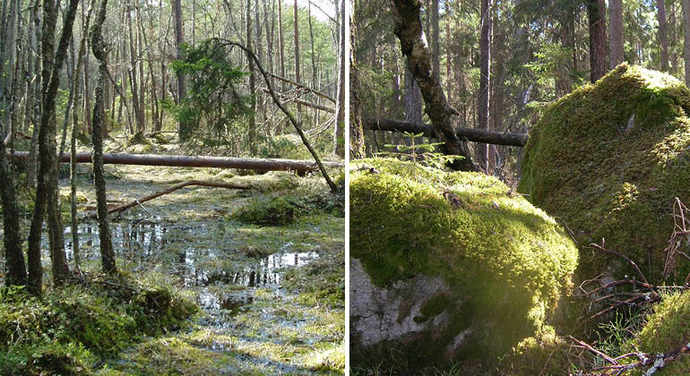 Sumpskog och mossbevuxna stenar i naturreservatet Bruskebo