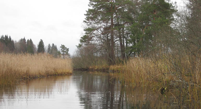 Vatten i naturreservatet Bruksbystan