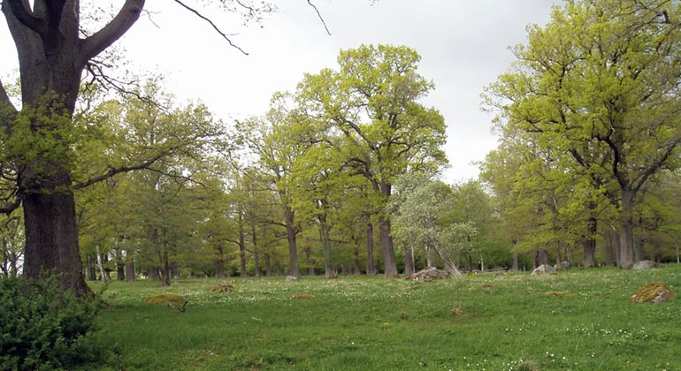 Öppen gräsmark med gamla ekar i vårgrönska