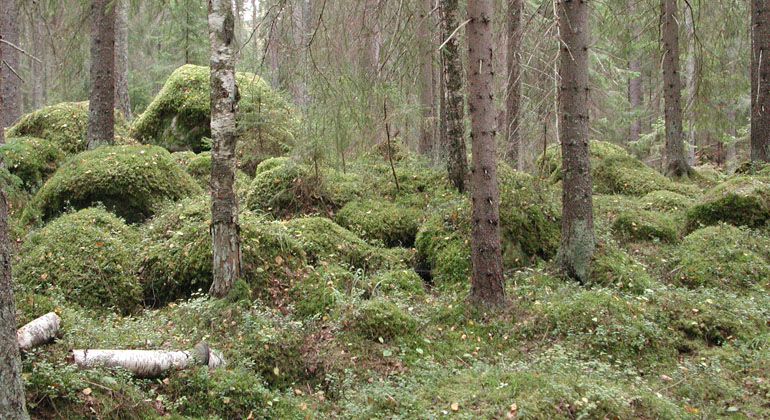 Mossbelupna stenblock i Bladmyran-Granskogen. Foto: Länsstyrelsen Gävleborg