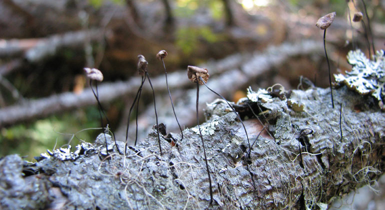 Små små svampar på död ved i Blårönningens naturreservat. Foto: Länsstyrelsen Gävleborg