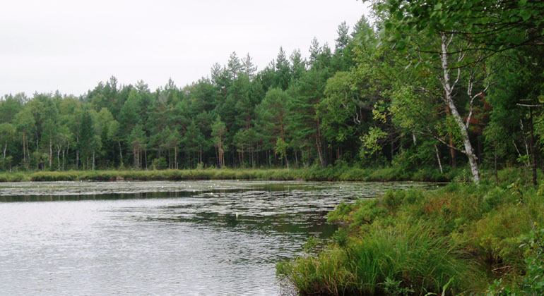 Vik av Bläcktärnsjön med sin rand av gungflyn. Foto: Länsstyrelsen Gävleborg