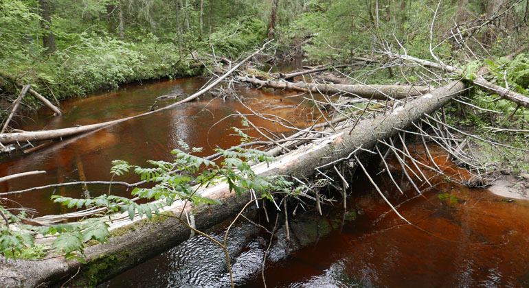 Bodaåns rostfärgade vatten rinner genom Boda naturreservat. Foto: Länsstyrelsen Gävleborg