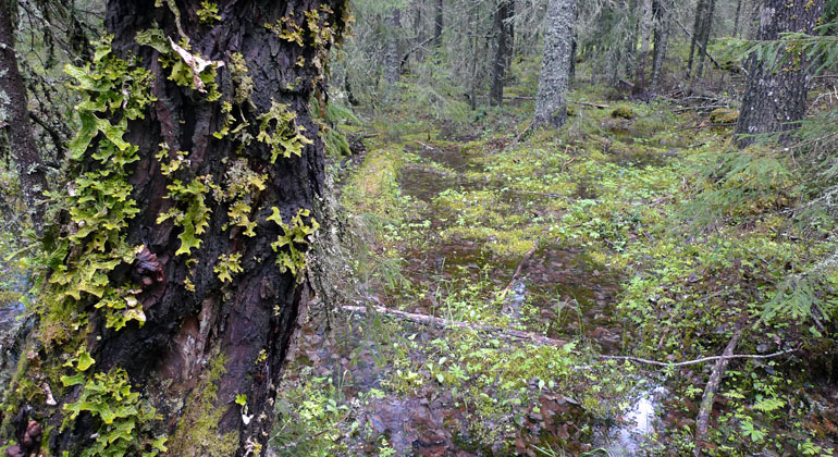 Den känsliga lunglaven på gammal sälg i Bondarvsvallsberget. Foto: Länsstyrelsen Gävleborg