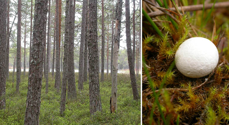 Skog och sumpäggsvamp i naturreservatet Bölsjön