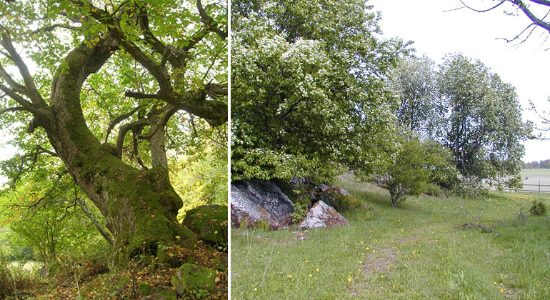 Betesmark och grovt träd i naturreservatet Djurgården