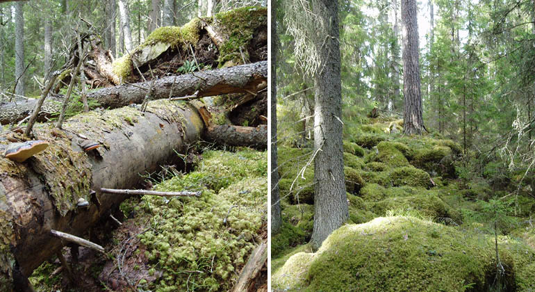 Skog och fallna träd i naturreservatet Flenningeskogen