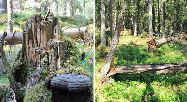Skog och stubbe i naturreservatet Forsvreten