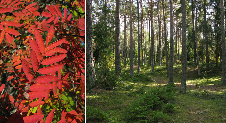 Skog och rönnblad i naturreservatet Granåsen