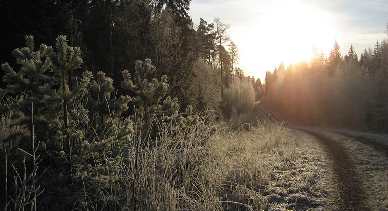 Skogsbilväg i naturreservatet Gräsbo