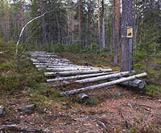 Stockar placerade för båtdrag i skogen.