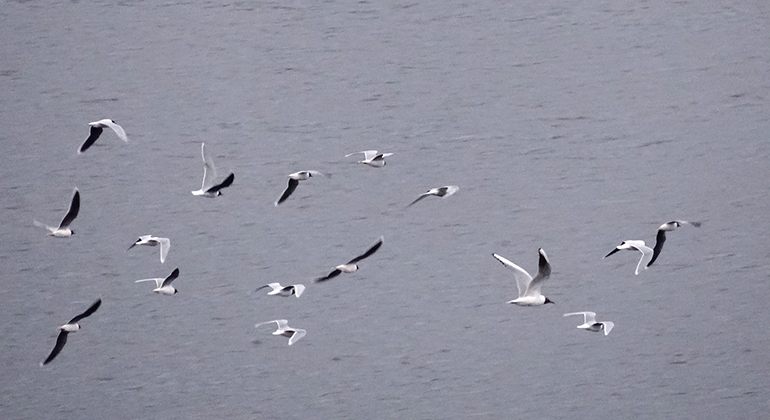 Fåglar som flyger över sjö.