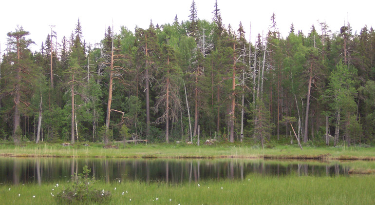 Den orörda urskogen i Ensjölokarna. Foto: Länsstyrelsen Gävleborg