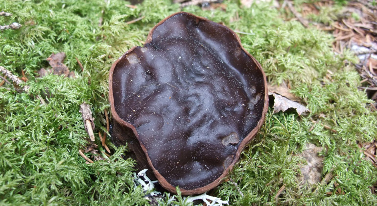 Den sällsynta svampen med det säregna namnet, bombmurkla. Foto: Länsstyrelsen Gävleborg
