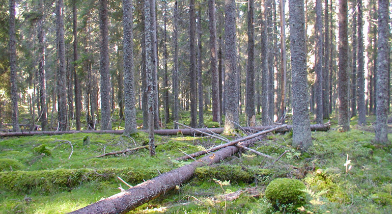 Fallna träd i Finnbrännans granskog. Foto: Länsstyrelsen Gävleborg