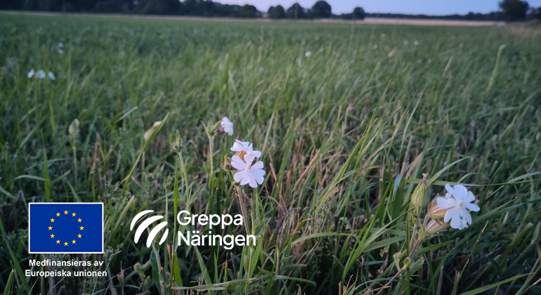 Några vita blommor på en gräsbevuxen äng.