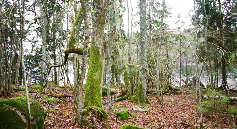 Mellan lövträd skymtar sjön Ströjan, Broby naturreservat. Foto: Länsstyrelsen